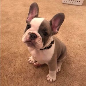 Meet your Posher, Tara